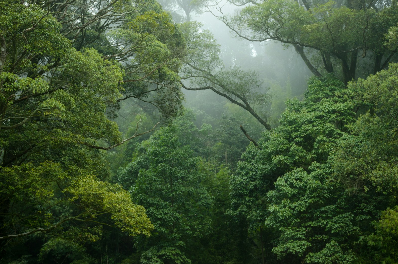 Amazon Lodge Escape 2
