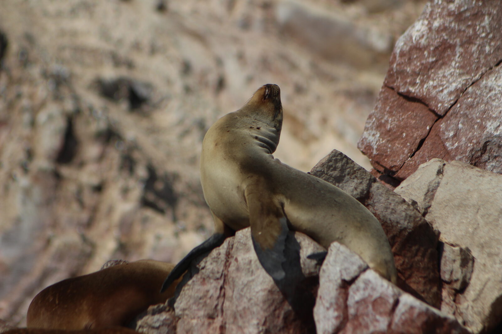 Paracas & Ballestas Islands