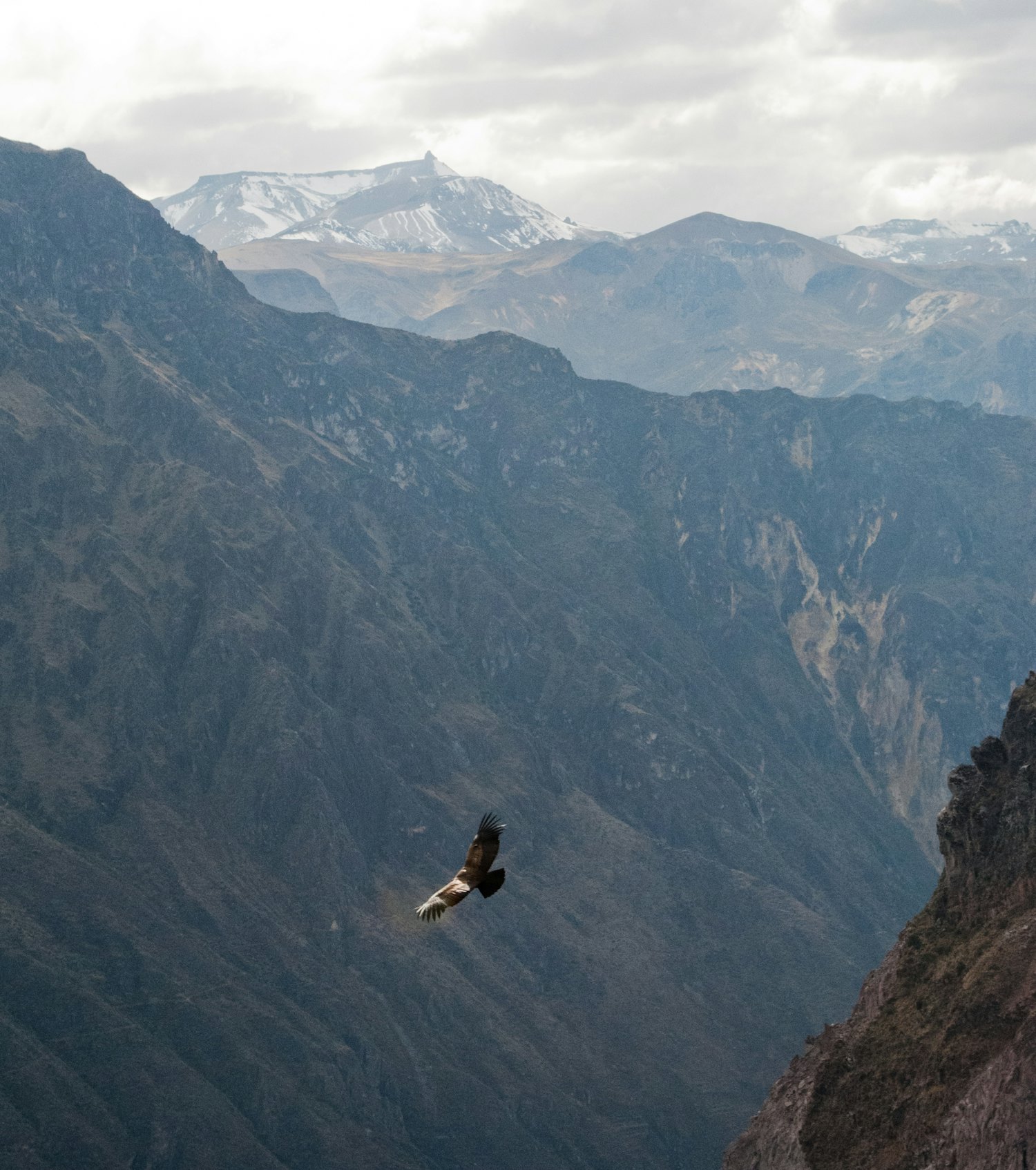 Flight of the Condor — Colca Canyon 1