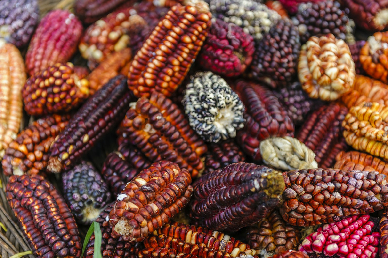 Gastronomic Walk of Lima