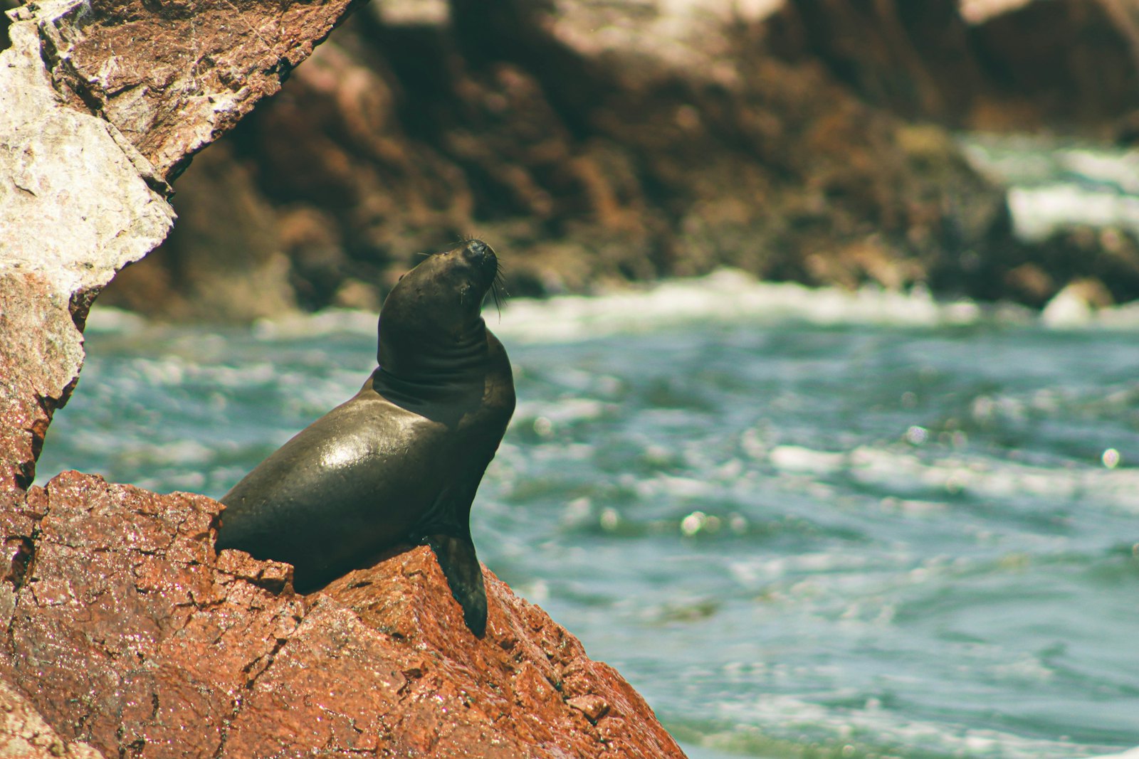 Paracas & Ballestas Islands 1