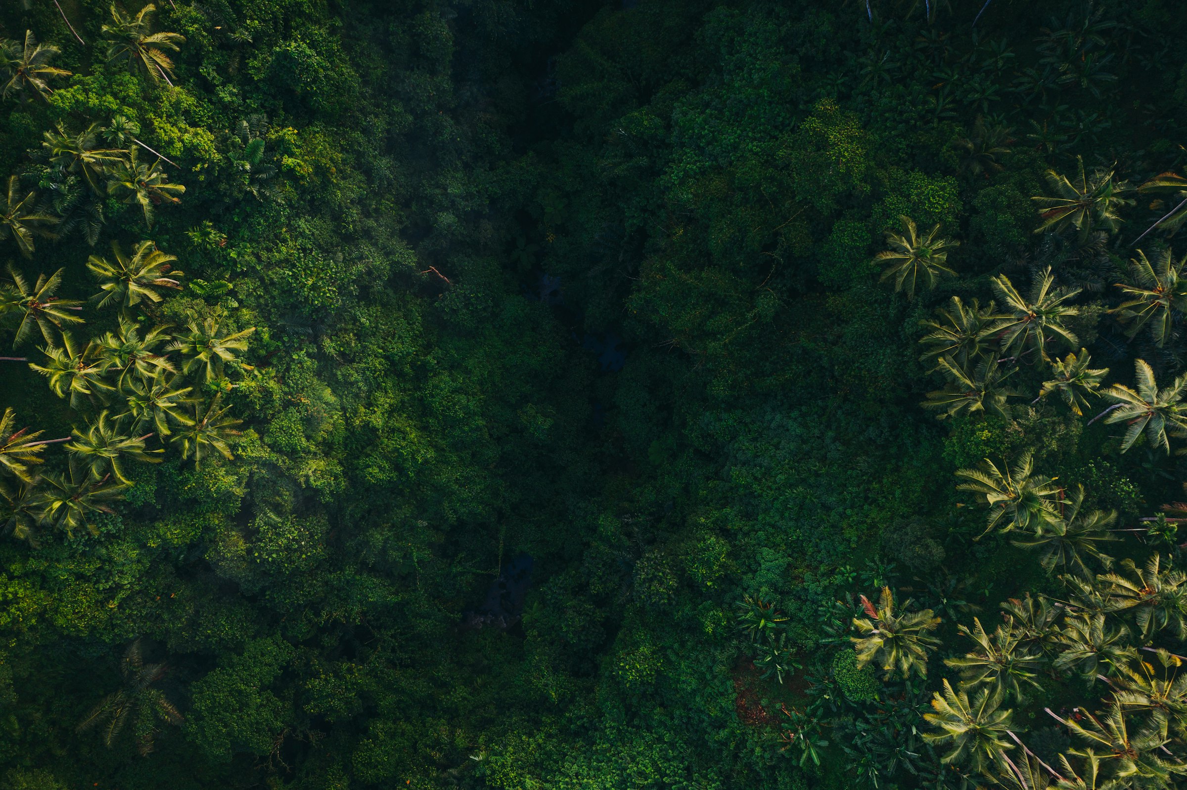 Lush Amazon rainforest canopy