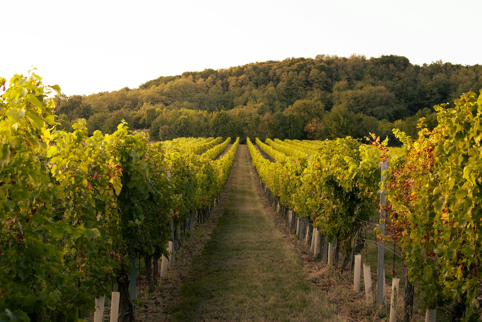 Ica Wine & Pisco Route 1